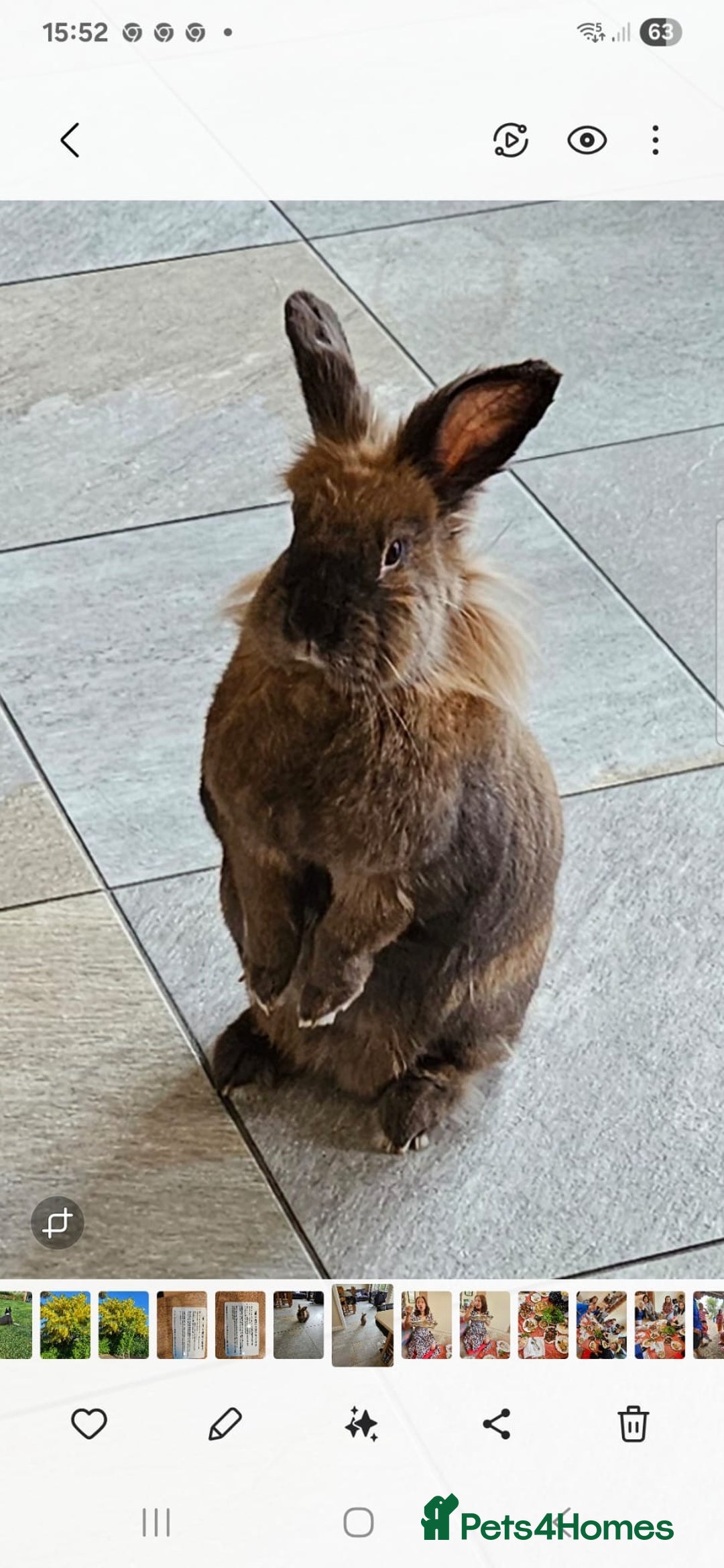 Lionhead rabbits for sale: Free- Ciara the Friendly Lionhead rabbit  - Image 1