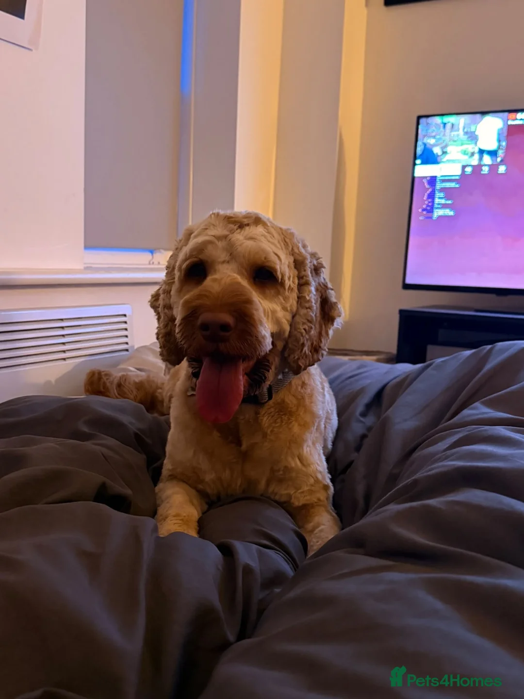 Cockapoo dogs for sale: Blu The Cockapoo - Advert 1