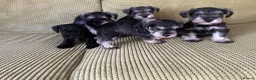 Miniature Schnauzer dogs for sale: Adorable Miniature Schnauzer Puppies in Ilminster - Advert 1