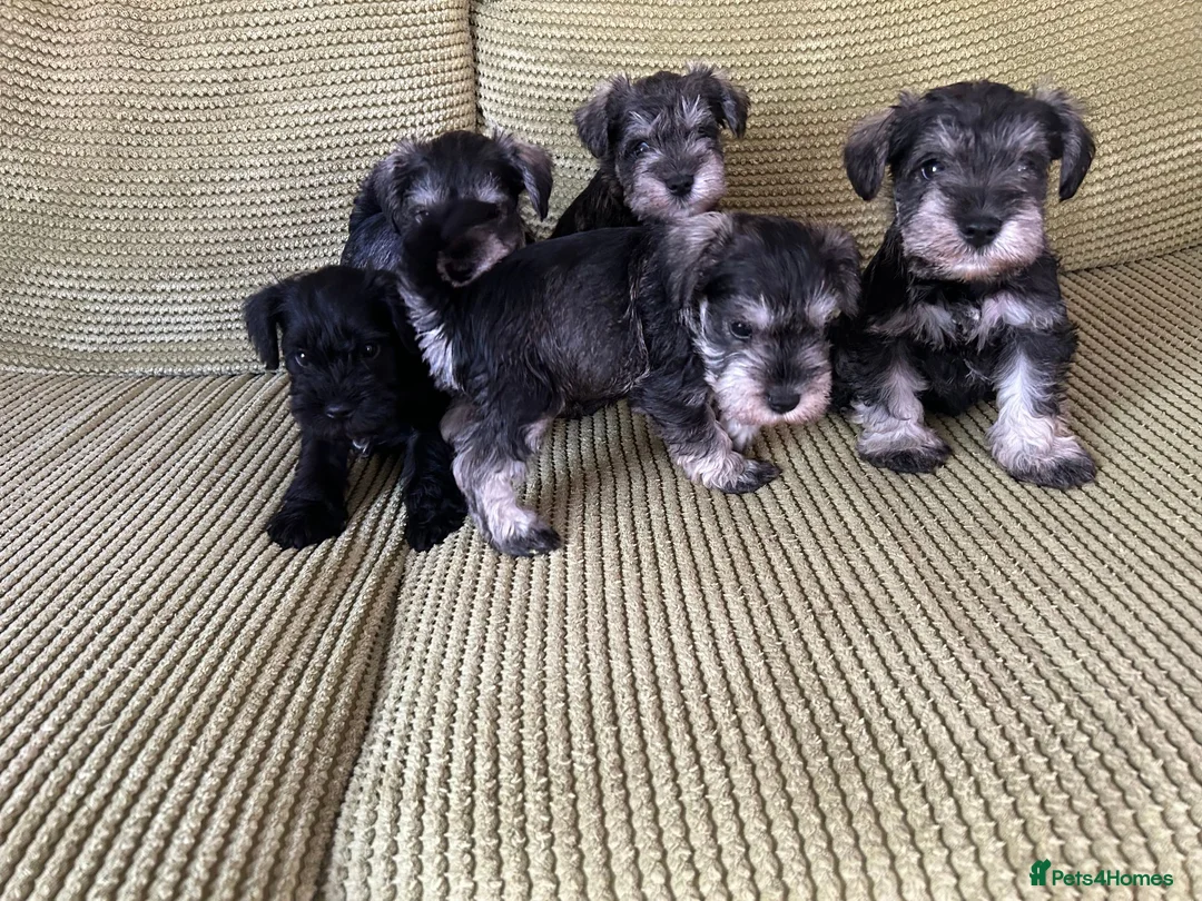 Miniature Schnauzer dogs for sale: Adorable Miniature Schnauzer Puppies in Ilminster - Advert 1