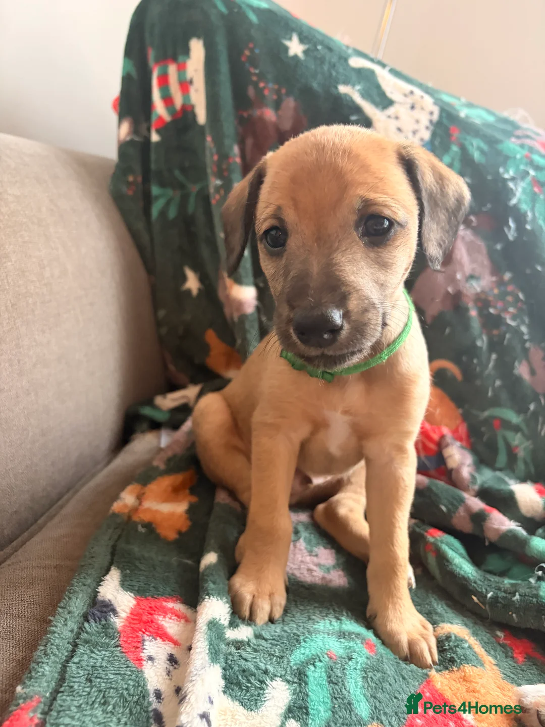 Mixed Breed dogs for sale: Bedlington x Whippet - Advert 4