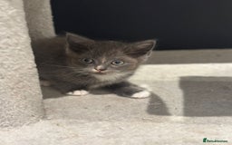 Ragdoll cats for sale: 4 kittens looking for new family  - Image 13