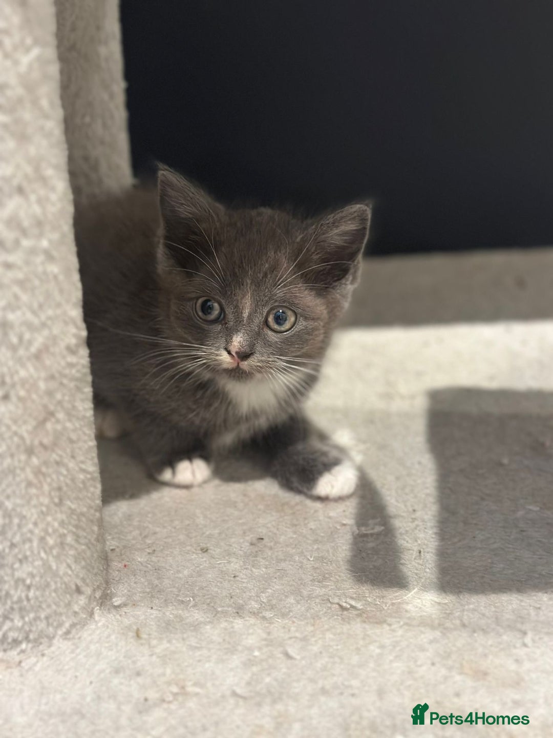 Ragdoll cats for sale: 4 kittens looking for new family  - Image 13
