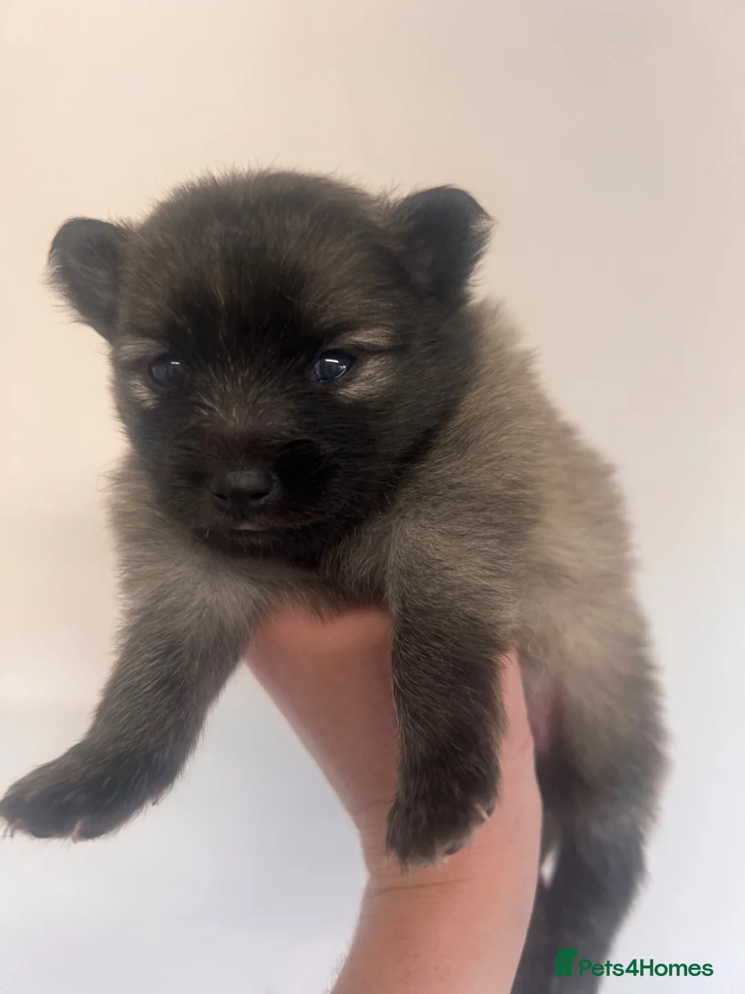 Pomeranian dogs for sale: Pomeranian Puppies  - Advert 1