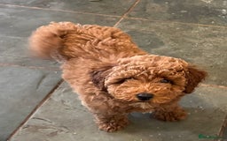 Poodle dogs for sale: Beautiful red poodle puppy - Advert 4
