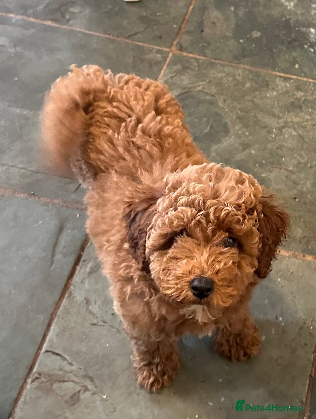 Poodle dogs for sale: Beautiful red poodle puppy - Advert 4