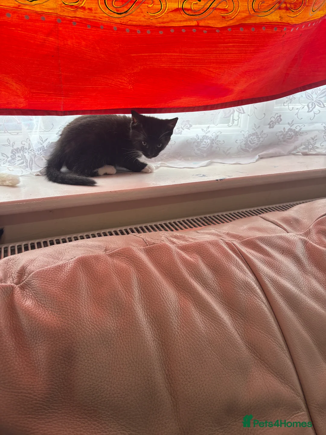 Burmilla cats for sale: Kittens - Advert 6