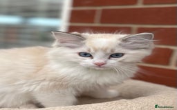 Ragdoll cats for sale: Gorgeous litter of bicolour kittens GCCF reg - Image 18