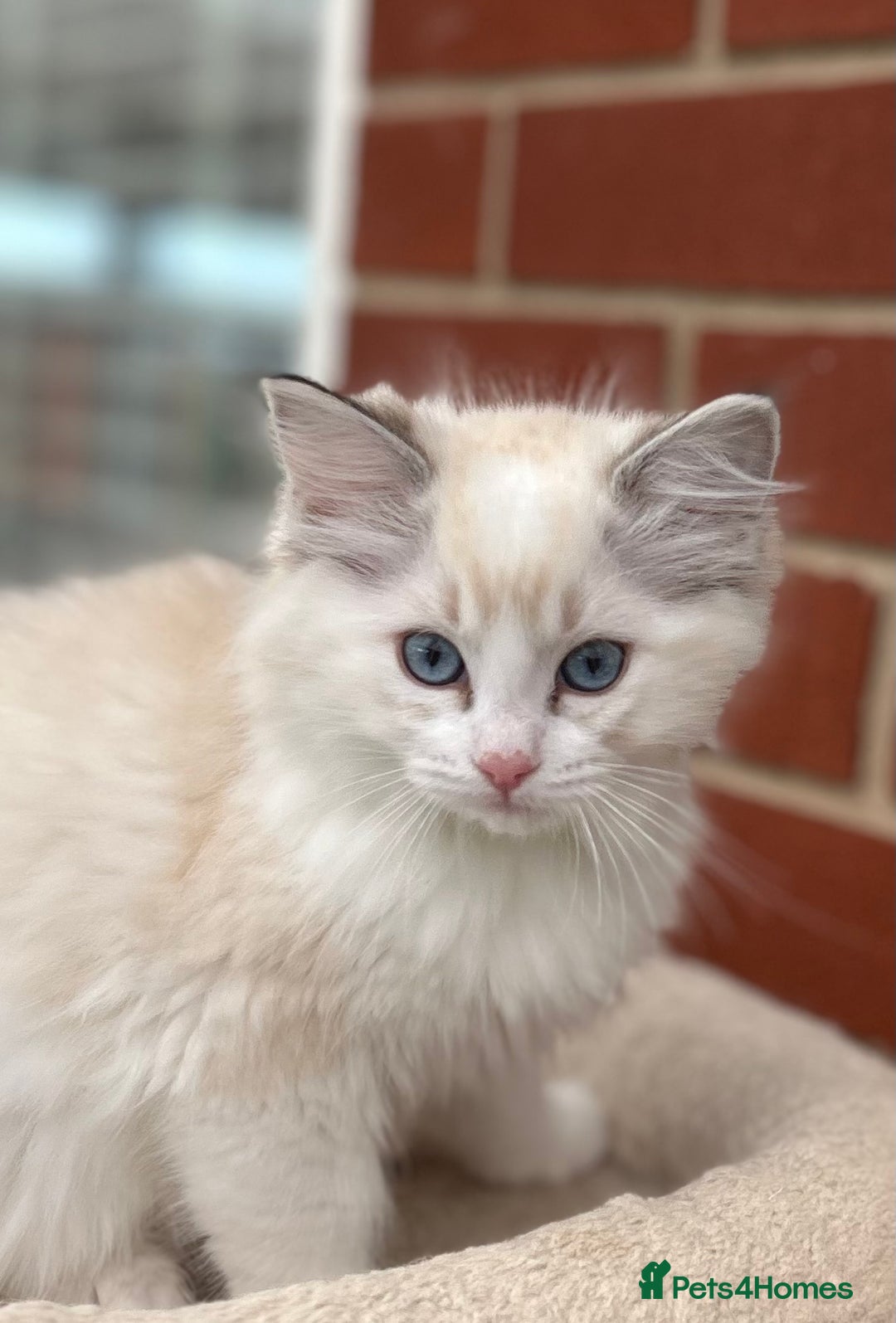 Ragdoll cats for sale: Gorgeous litter of bicolour kittens GCCF reg - Image 18