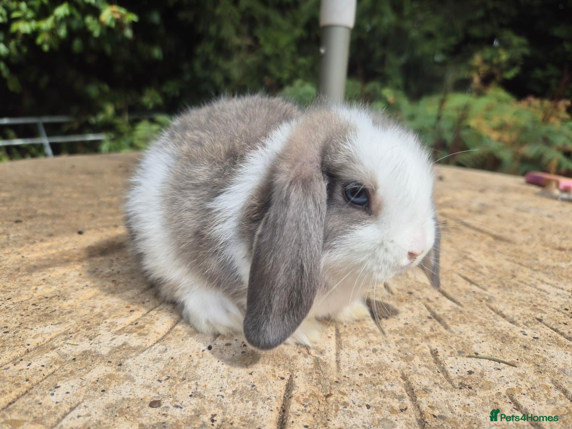Mini Lop rabbits 🍓Gorgeous mini lop babies 🍓 - Advert 2
