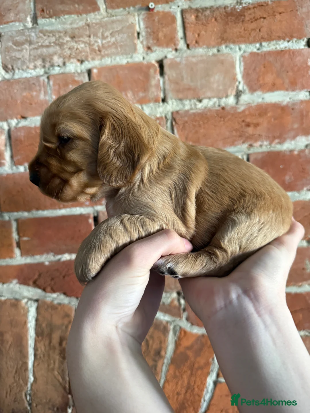 Cocker Spaniel dogs for sale: Show x Cocker Spaniels in Warminster - Advert 2