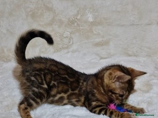Bengal cats Gorgeous TICA Registered Bengal Kittens! - Advert 9