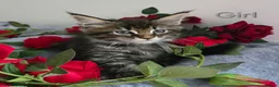 Maine Coon cats for sale: 6 TICA registered Maine Coon kittens. - Advert 6