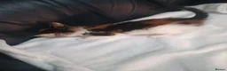 Mixed Breed cats for sale: 2 Happy and healthy Kittens - Advert 8