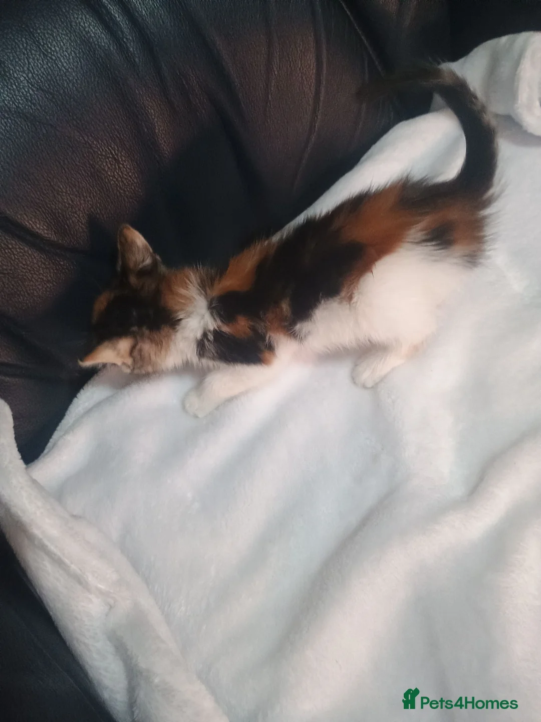 Mixed Breed cats for sale: 2 Happy and healthy Kittens - Advert 8