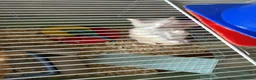 Hamster rodents for sale: Dwarf hamster  - Advert 2