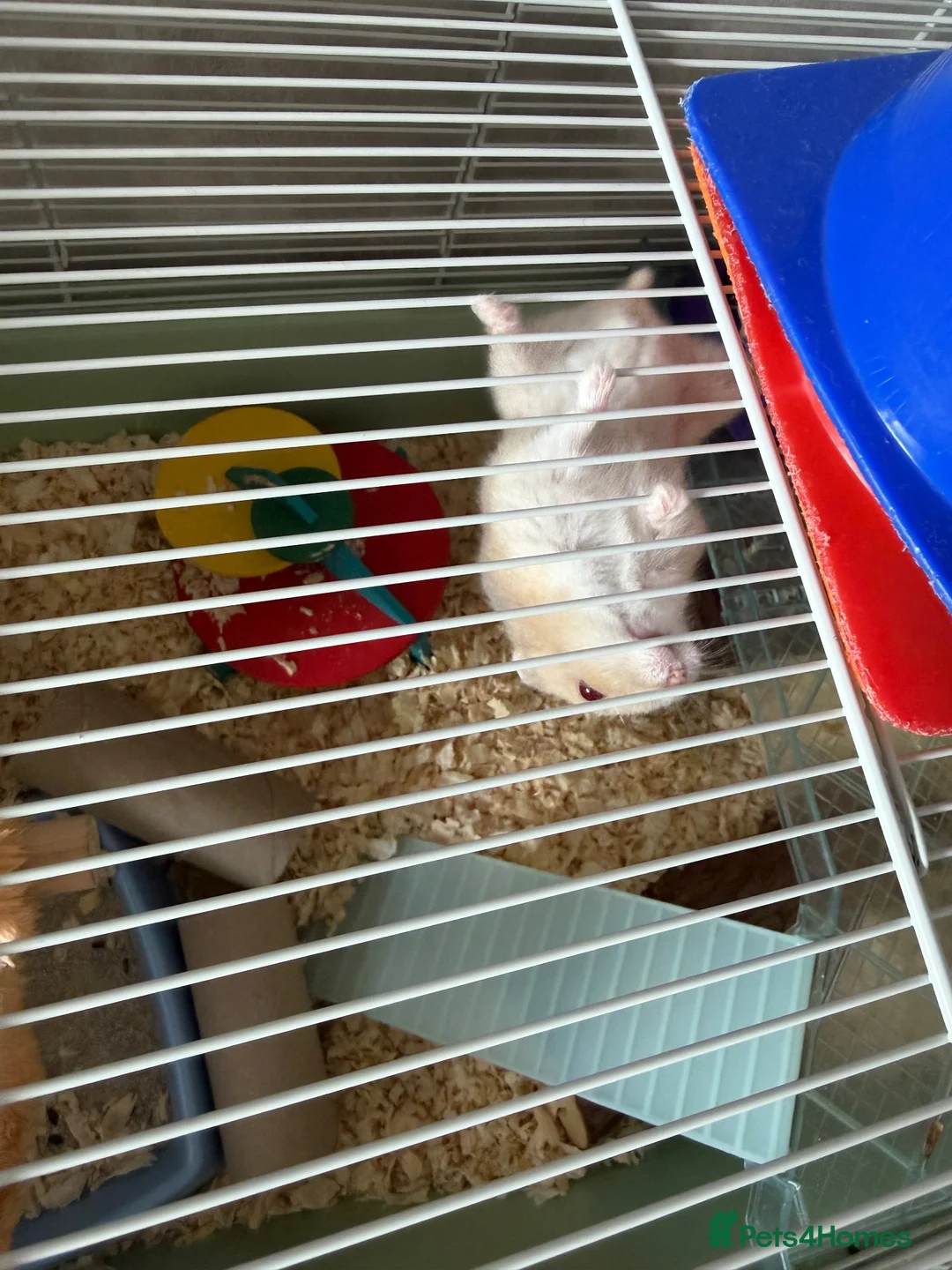 Hamster rodents for sale: Dwarf hamster  - Advert 2
