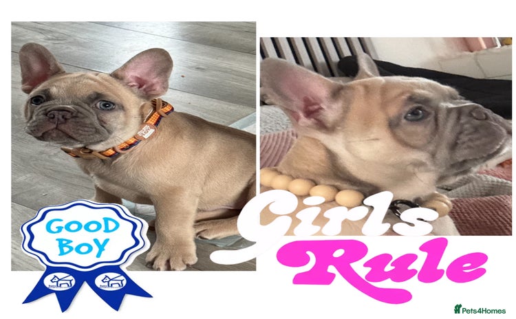 French Bulldog dogs - Advert 3