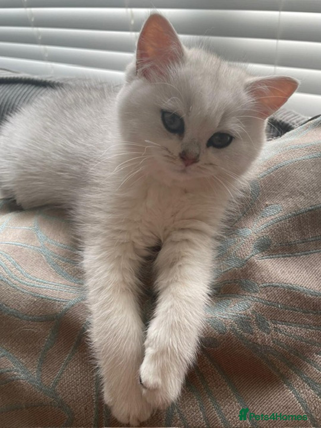 British Shorthair cats for sale: Adorable Tica registered BSH Kittens for sale - Image 18