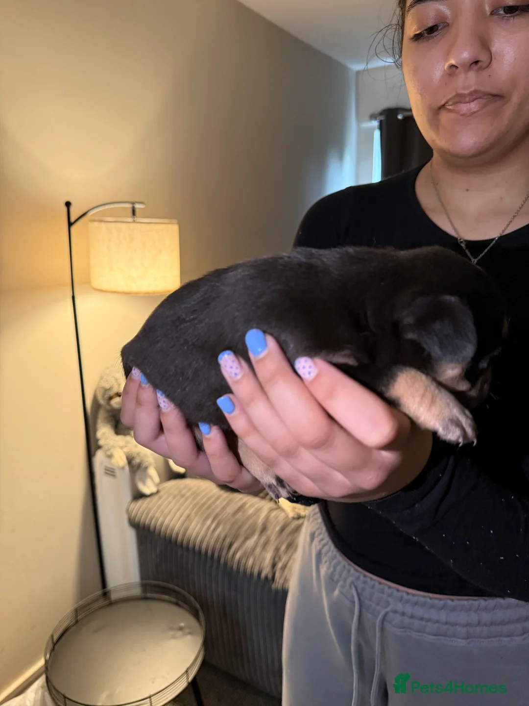 French Bulldog dogs for sale: French bulldog puppies fluffie carriers  - Advert 33