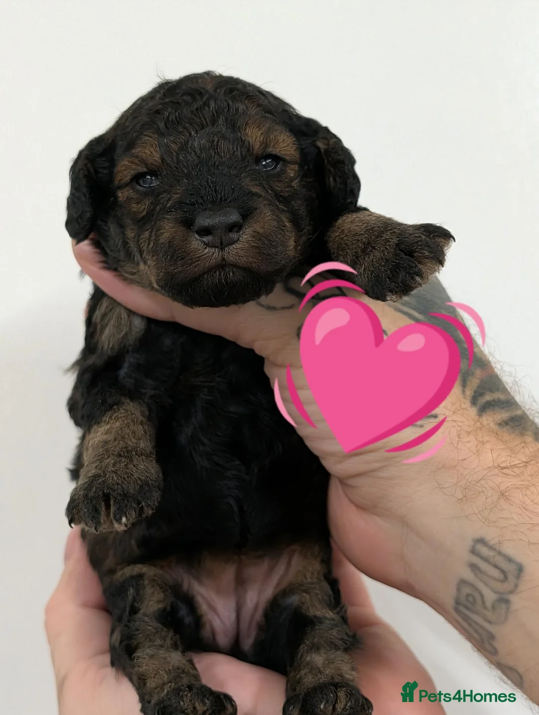 Cockapoo dogs for sale: Beautiful phantom cockapoo  - Advert 1