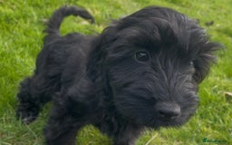 Cockapoo dogs for sale: F1 unique cockerpoo pups  - Image 3