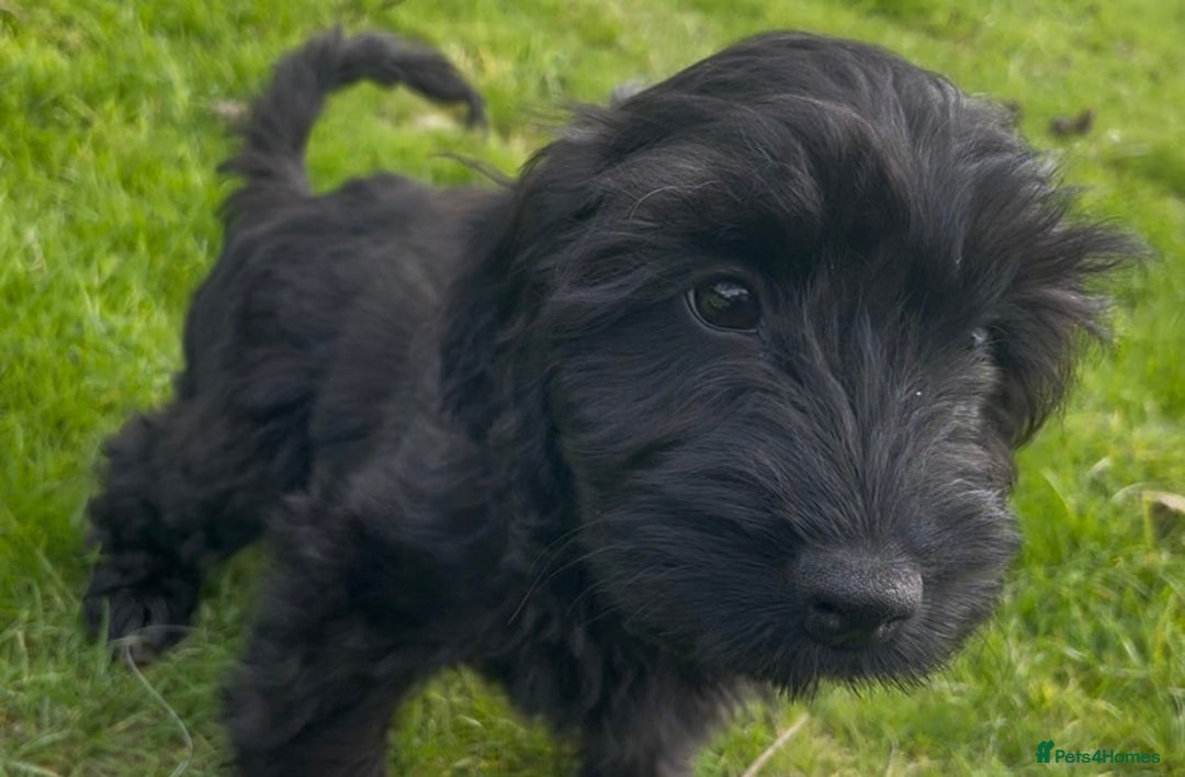 Cockapoo dogs for sale: F1 unique cockerpoo pups  - Image 3