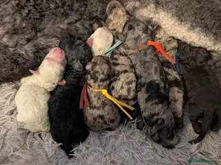 Goldendoodle dogs Unique goldendoodle puppies - Advert 10