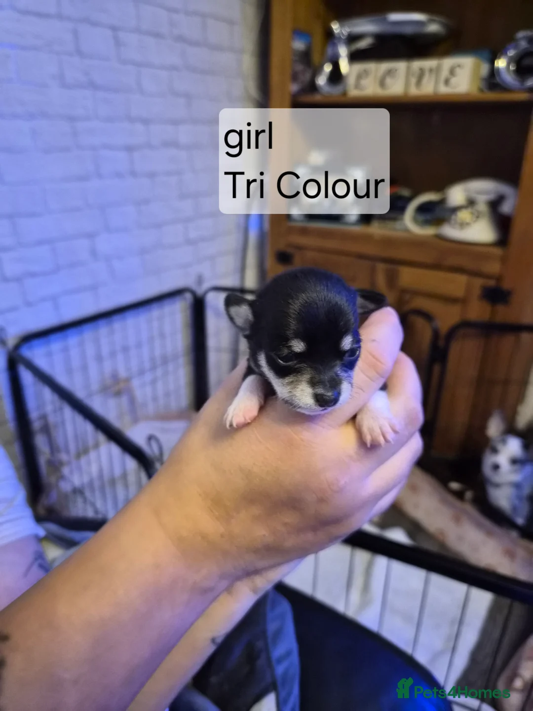 Chihuahua dogs for sale: Full Chihuahua puppies - Advert 2