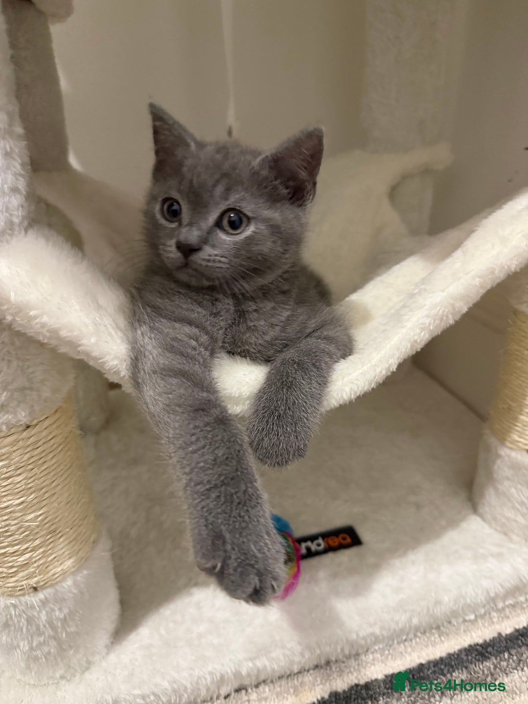 British Shorthair cats for sale: Beautiful Female Kittens Half British Shorthair - Advert 4