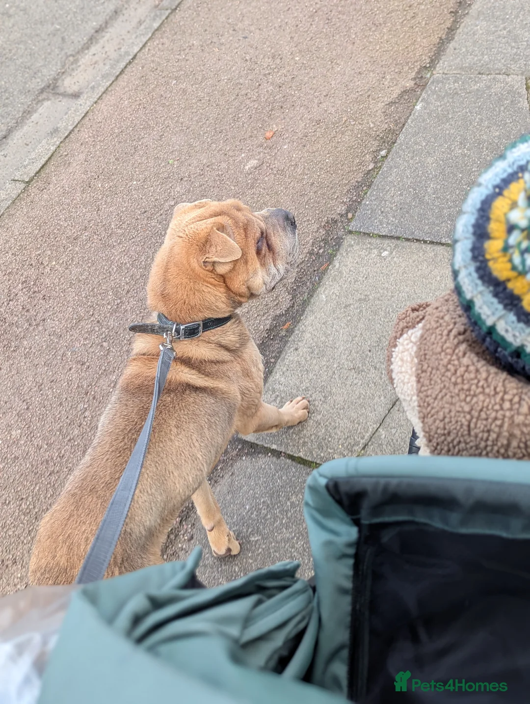 Shar Pei dogs for sale: Two year old male Shar pei Cooper - Advert 7