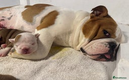 English Bulldog dogs for sale: Quality Ruakuri British standard bulldog - Image 12
