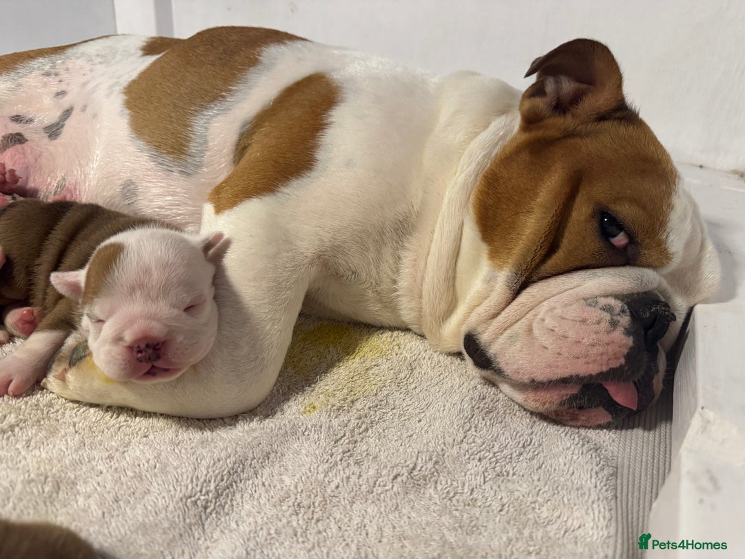 English Bulldog dogs for sale: Quality Ruakuri British standard bulldog - Image 12