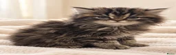 Persian cats for sale: Beautiful Fluffy Persian Doll Face  - Advert 3