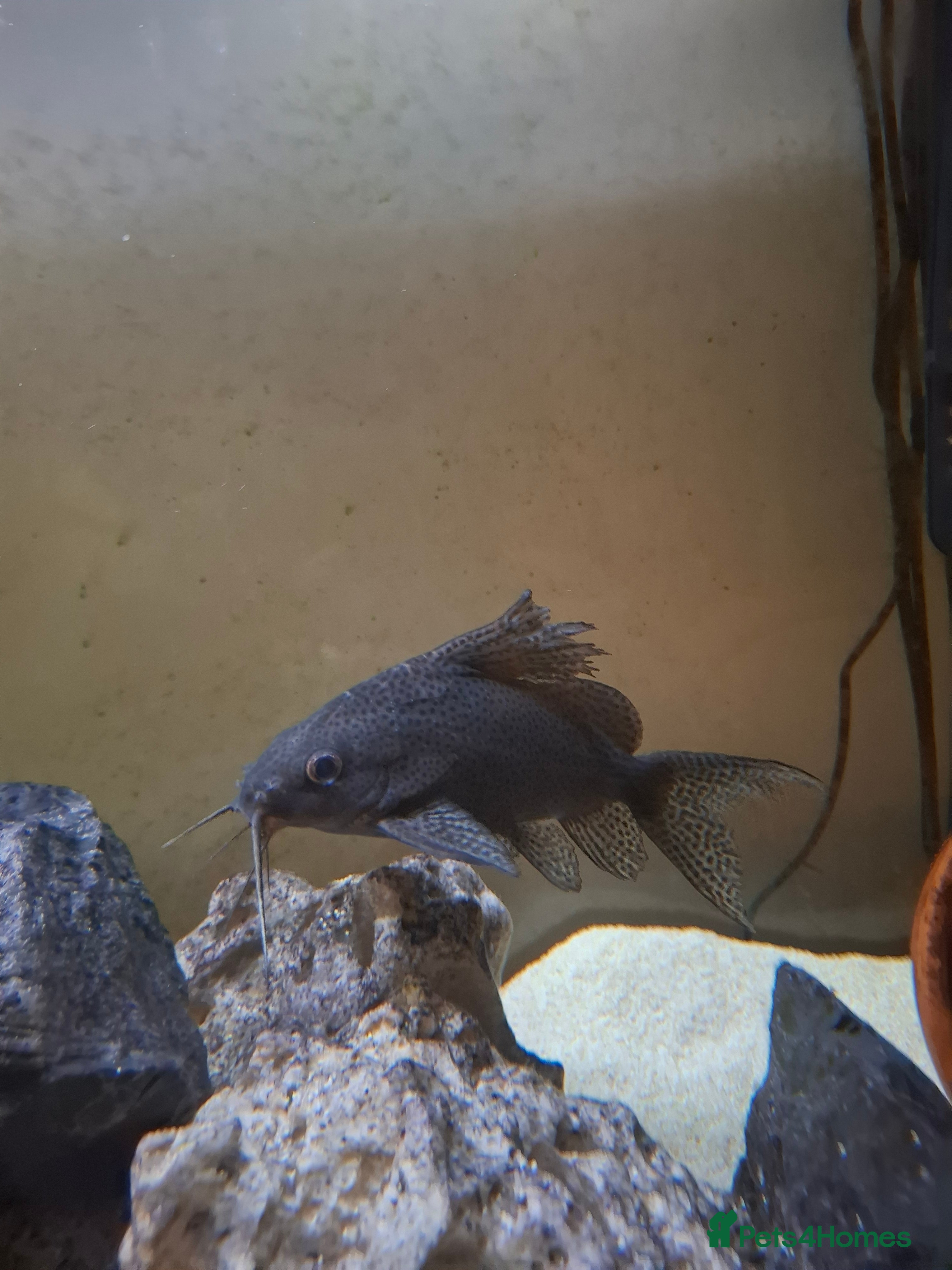 Cichlids fish Tropical fish  - Advert 1