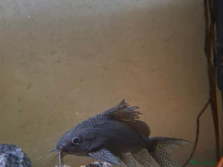 Cichlids fish Tropical fish - Advert 7