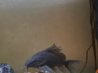 Cichlids fish Tropical fish - Advert 17