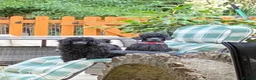 Miniature Poodle dogs for sale: Stunning Miniature Poodles from Proven Bloodlines - Advert 6