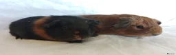 Guinea Pig rodents for sale: 2 lovely Brothers available as a pair  - Advert 7