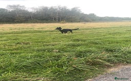 German Shepherd dogs for sale: Girl German shepherd luna - Image 4