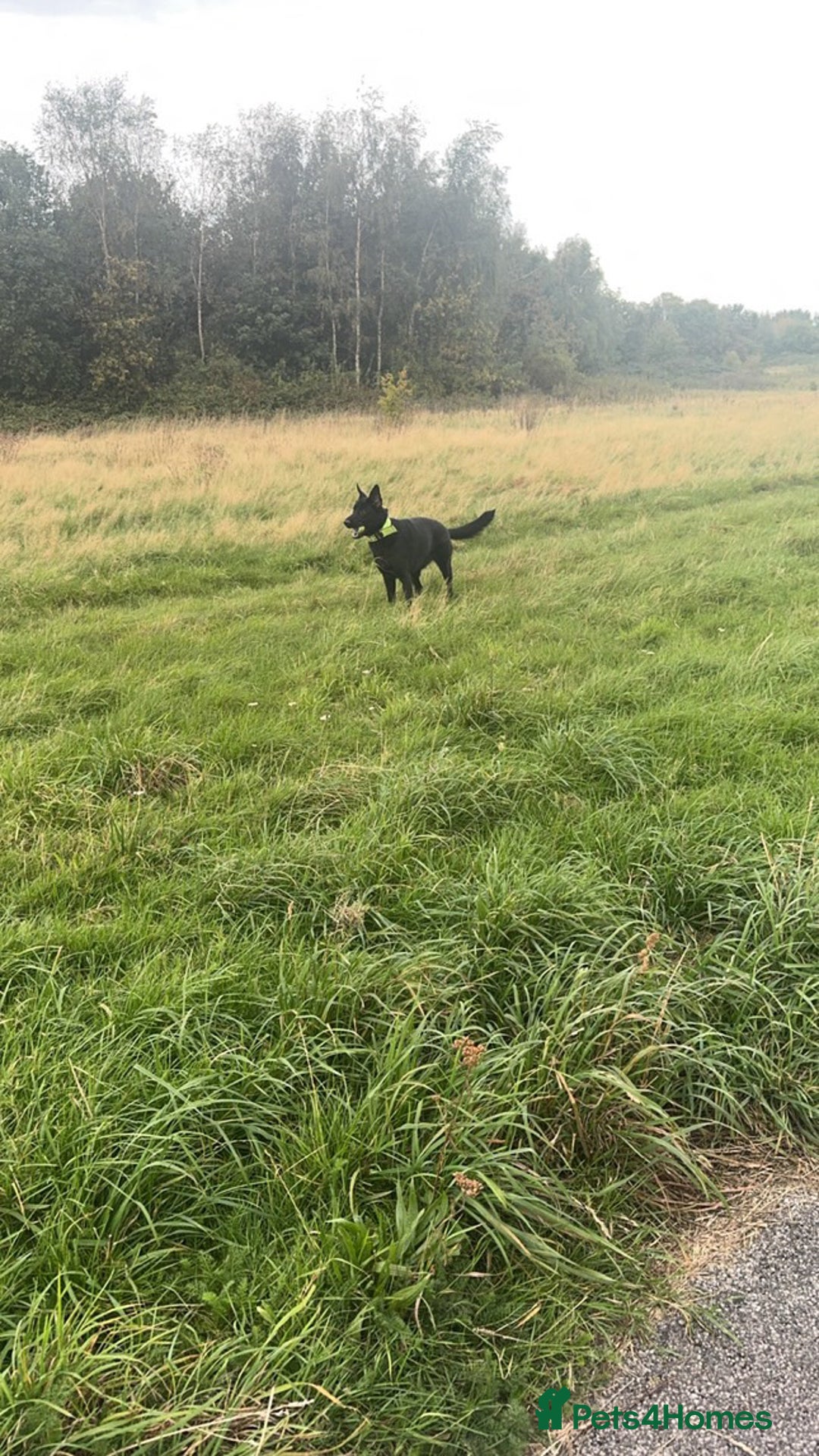 German Shepherd dogs for sale: Girl German shepherd luna - Image 4