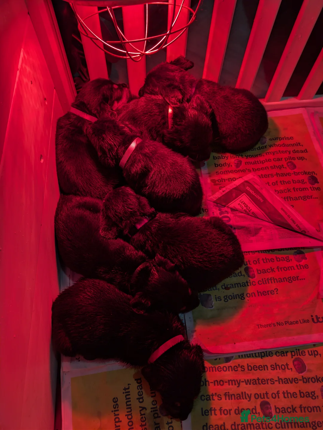 Mixed Breed dogs for sale: 🐾 Rottweiler Cross German shepmatian Pups - Advert 2