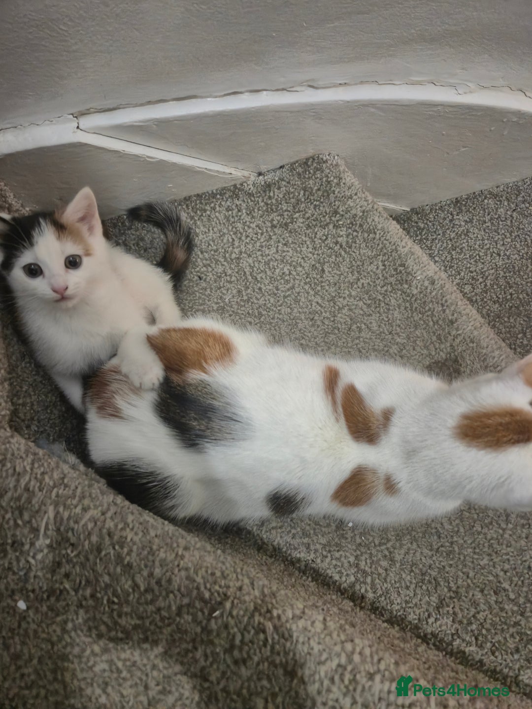 British Shorthair cats for sale: Kitten for sale ( its actually free...) - Advert 5