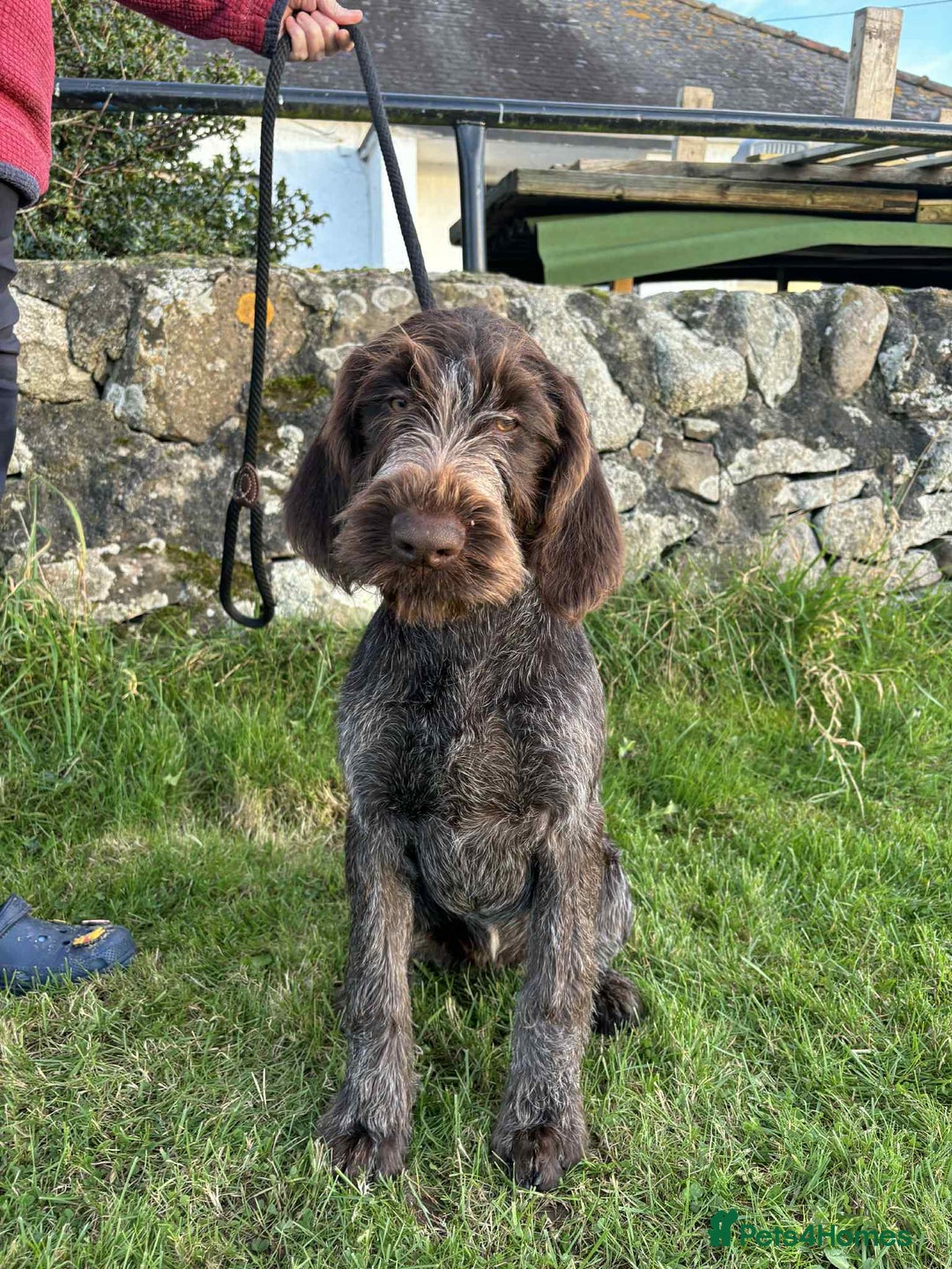 German Wirehaired Pointer dogs for sale: Gorgeous GWP bitch Puppy  - Image 10