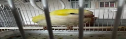 Parrots birds for sale: Quaker hand tame in Leek - Advert 2