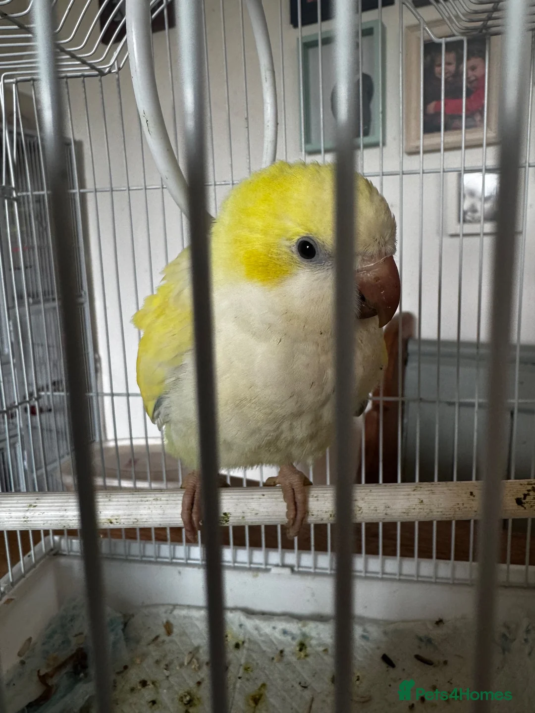 Parrots birds for sale: Quaker hand tame in Leek - Advert 2