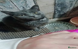 Mixed Breed cats for sale: 2  kittens  - Advert 5