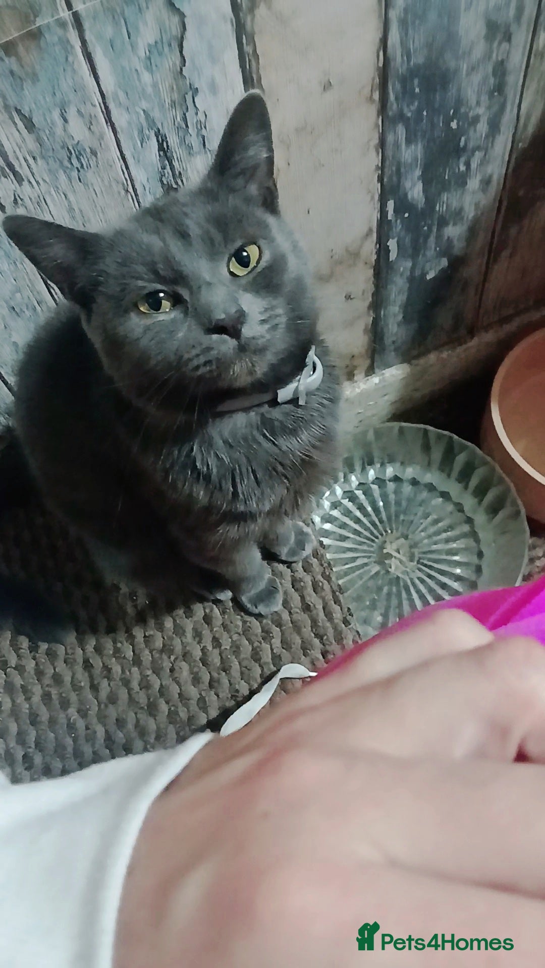 Mixed Breed cats for sale: 2  kittens  - Advert 5