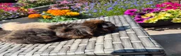 Guinea Pig rodents for sale: Beautiful Baby Guinea Pigs Funky Teddy Alpaca X - Advert 5