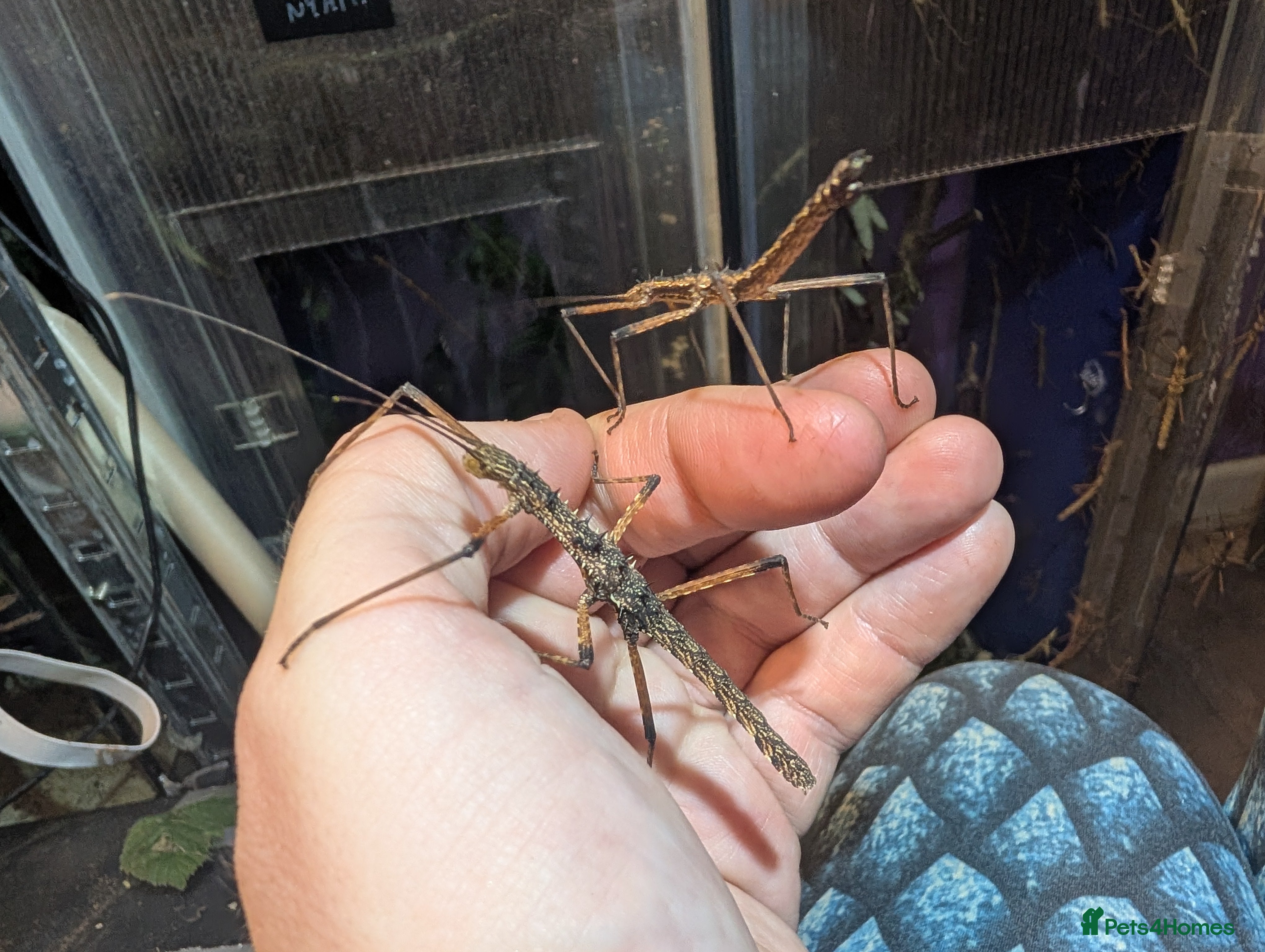 Stick Insects invertebrates Stick insect nymphs available! - Advert 2